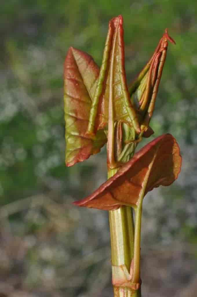 Fallopia japonica