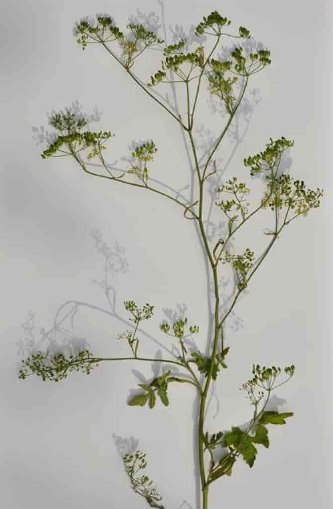 Pastinaca sativa ssp. urens