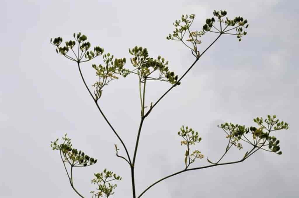 Pastinaca sativa ssp. urens