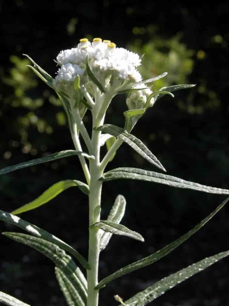 Anaphalis margaritacea