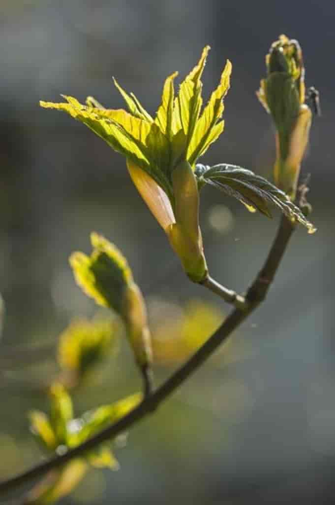 Acer pseudoplatanus