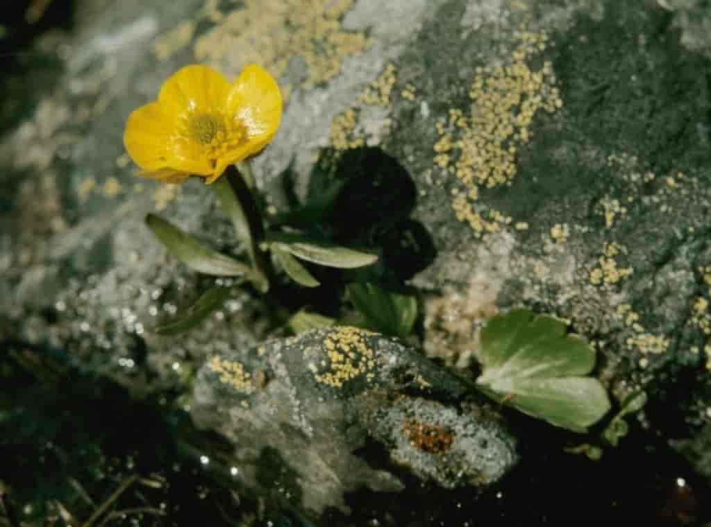 Ranunculus sulphureus