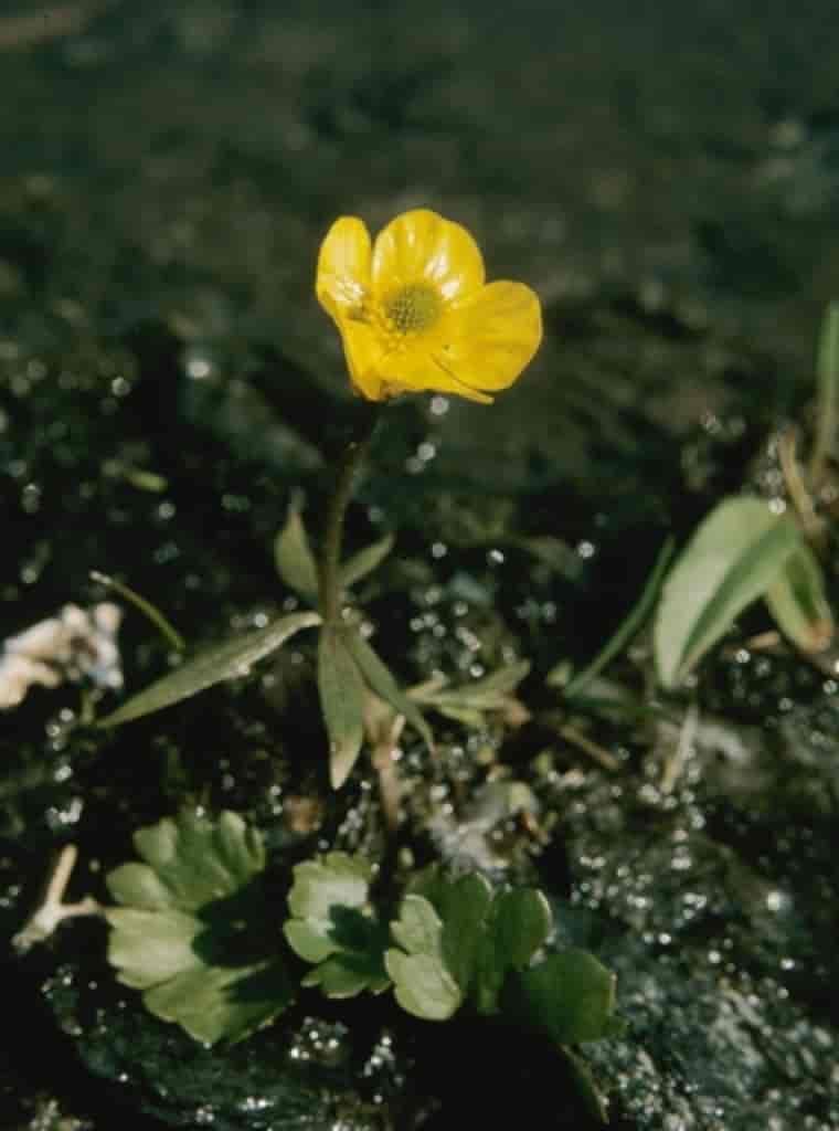 Ranunculus sulphureus