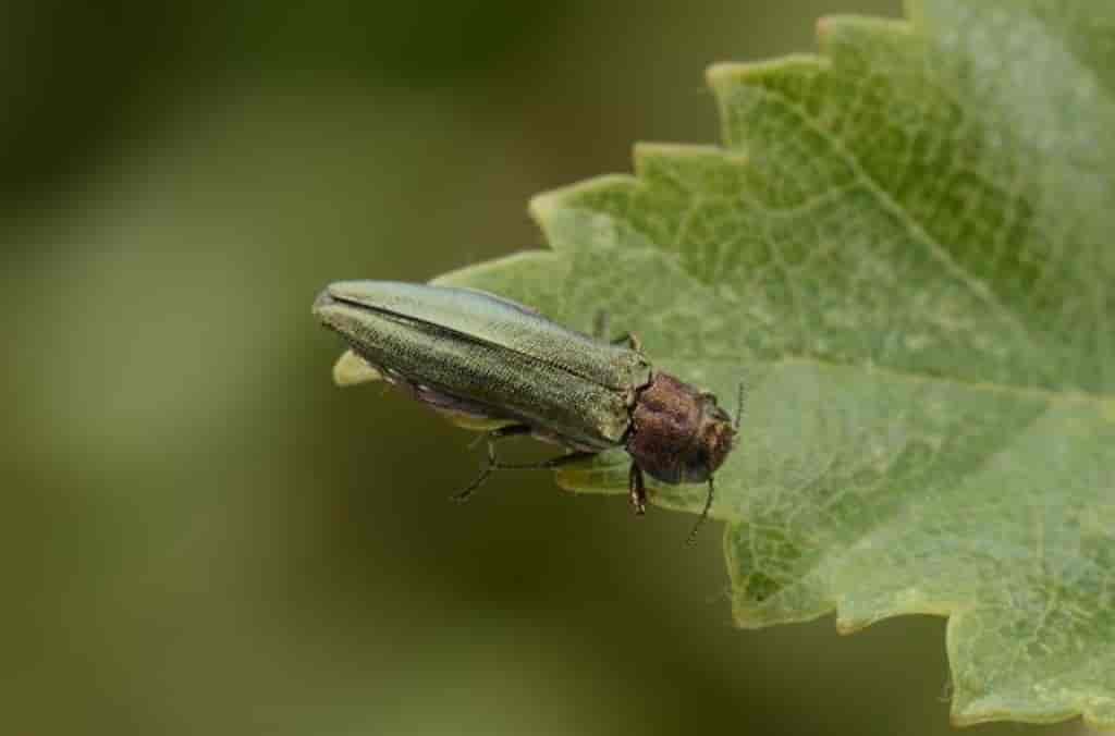 Agrilus viridis