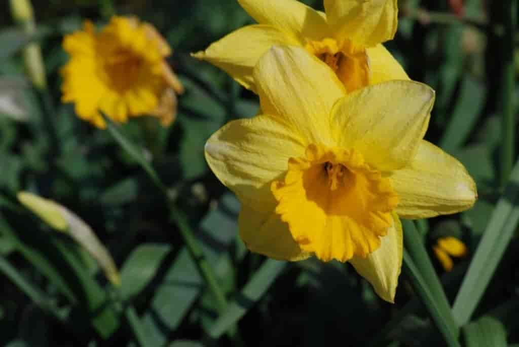 Narcissus pseudonarcissus (cultiv)