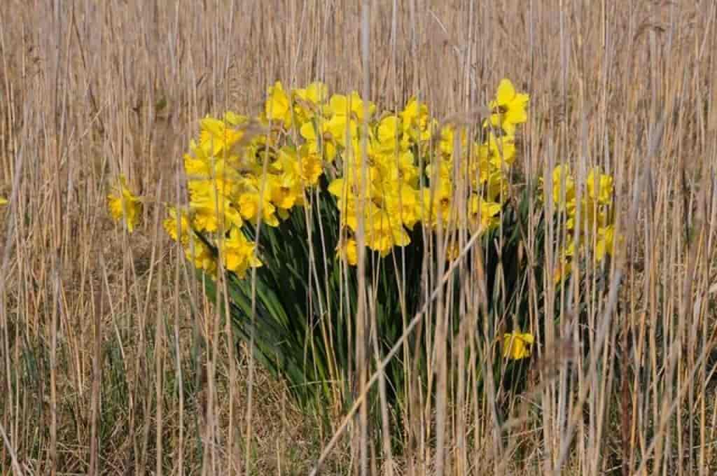 Narcissus pseudonarcissus (cultiv)