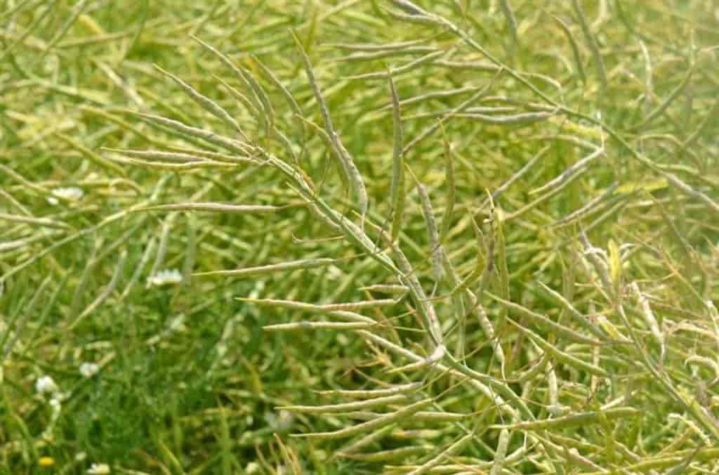Brassica napus ssp. napus