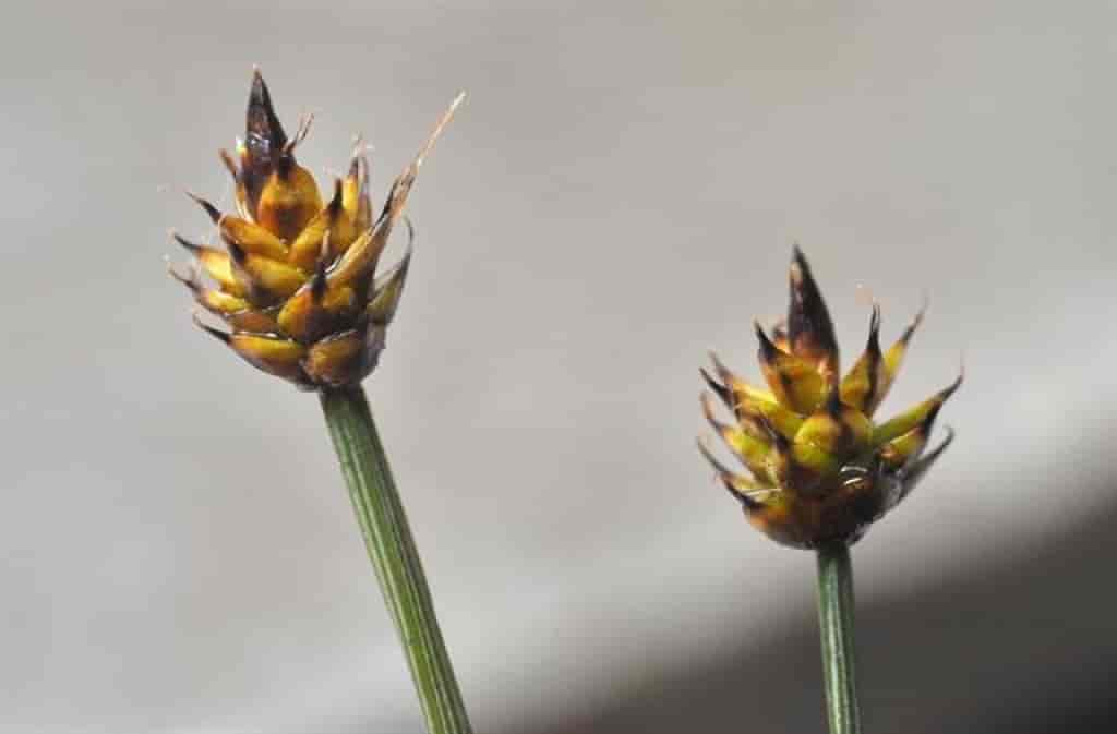 Carex arctogena