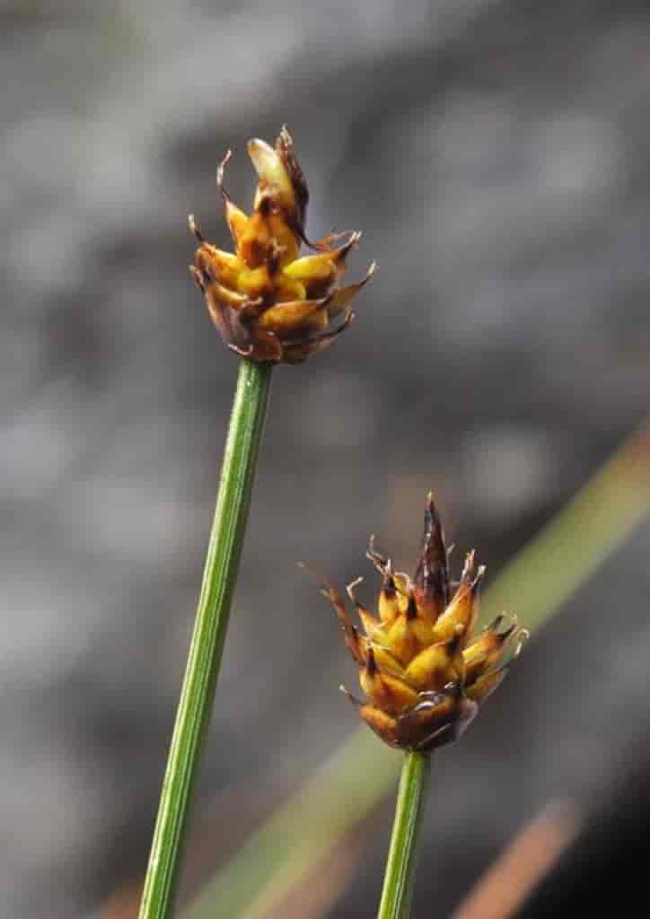 Carex arctogena