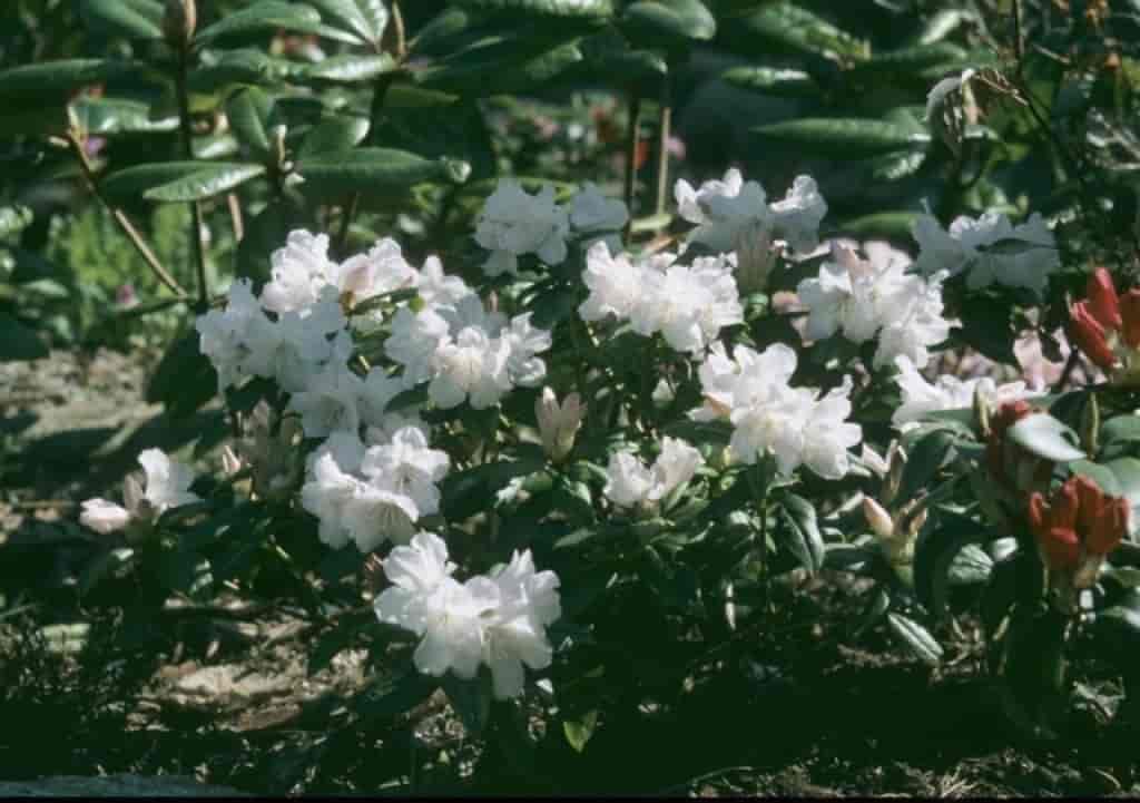Rhododendron (Dora Amatheii)
