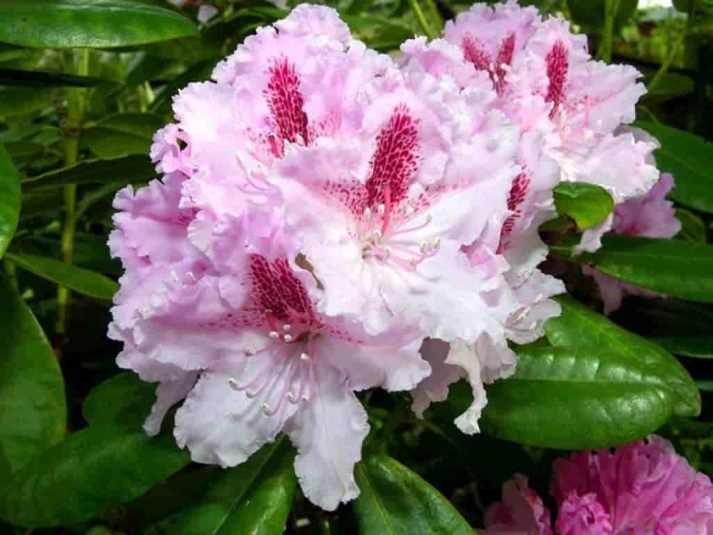 Rhododendron (Le Progress)