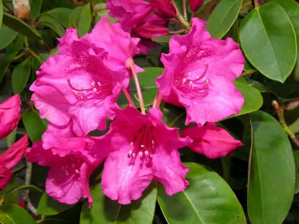 Rhododendron (August Lampken)