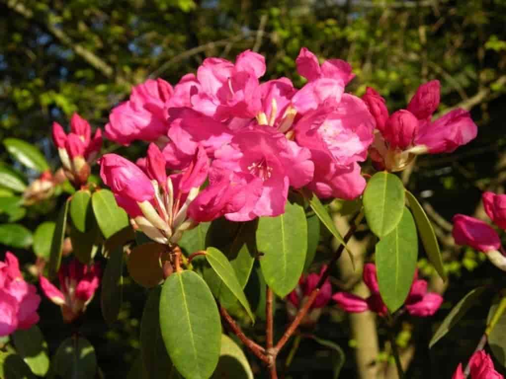 Rhododendron (Gartendirector Glocker)