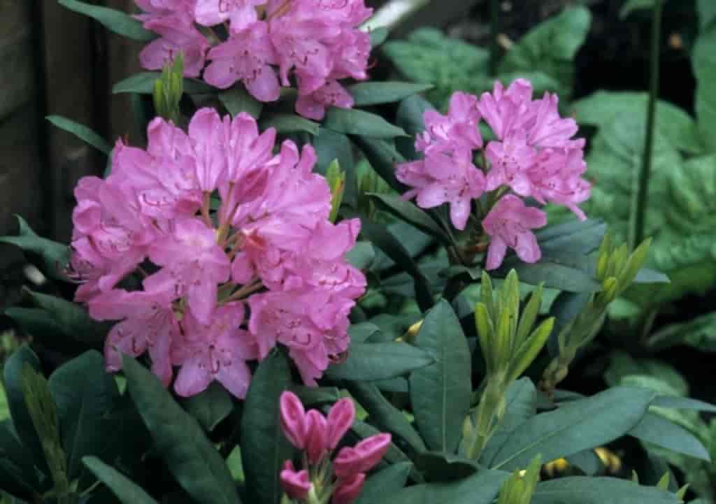 Rhododendron (English Roseum)