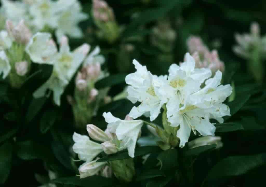 Rhododendron (Cunninghams white)