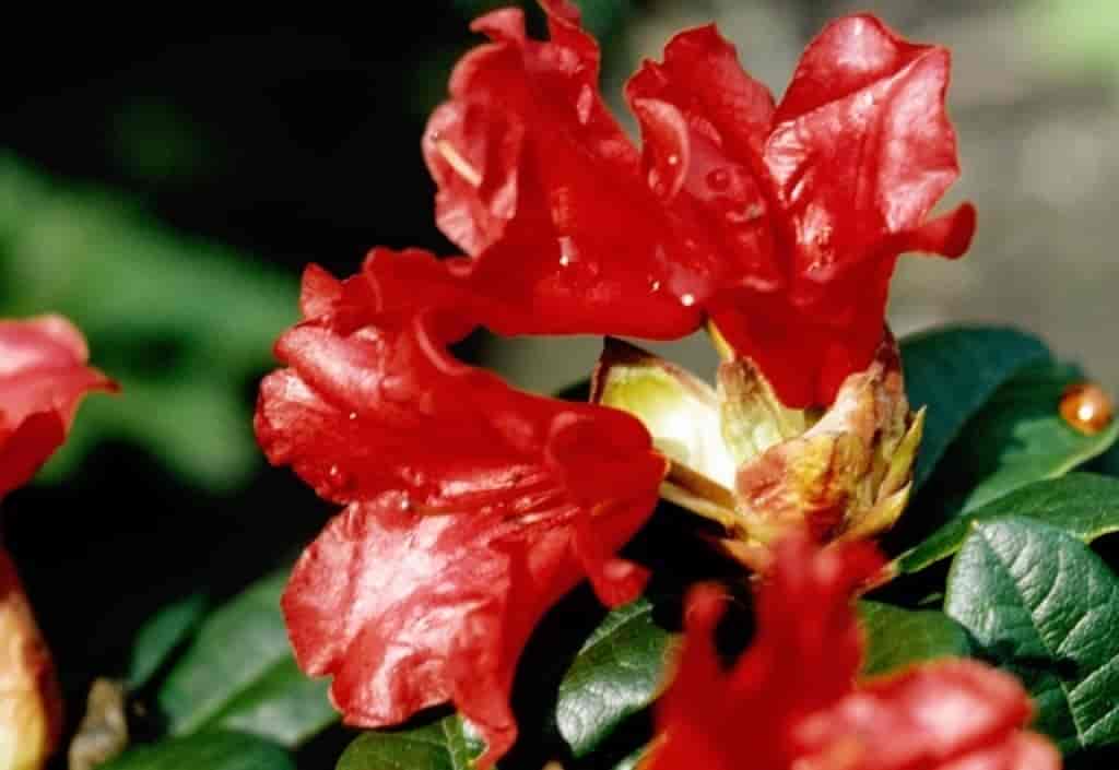 Rhododendron (Scarlet Wonder)