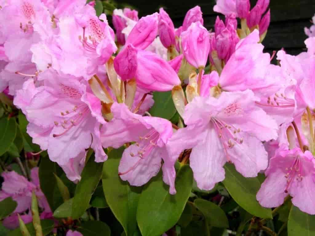 Rhododendron (Moerheims Pink)