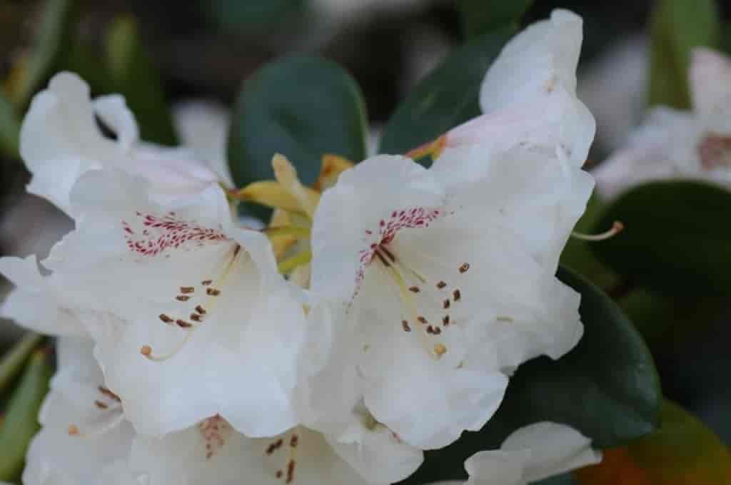 Rhododendron (Gartendirector Riger)