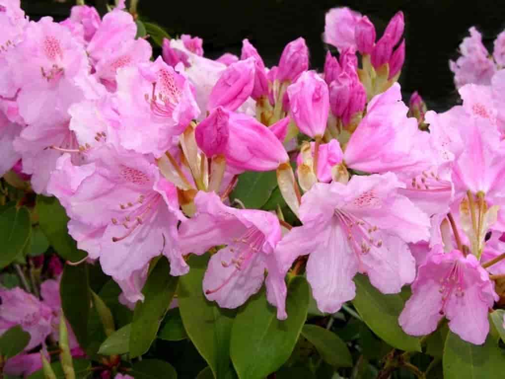 Rhododendron (Moerheims Pink)