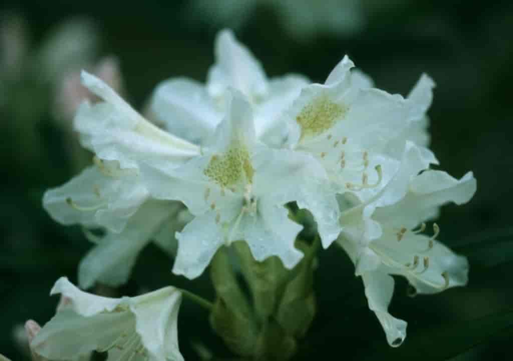 Rhododendron (Cunninghams white)