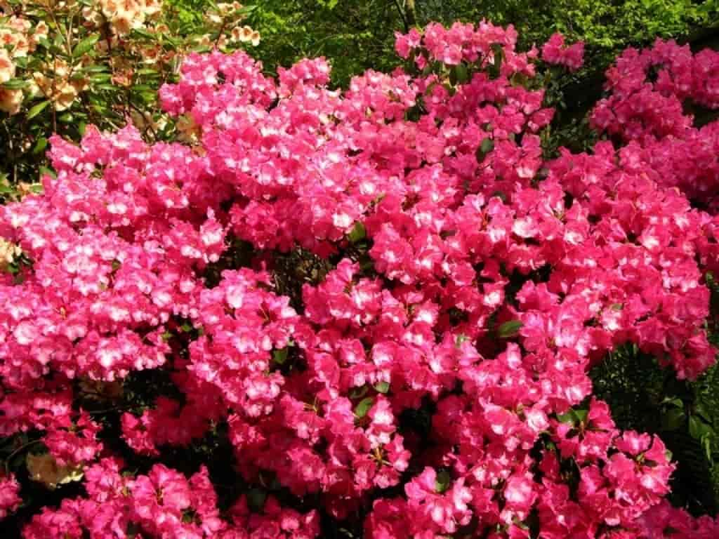 Rhododendron (Gartendirector Glocker)