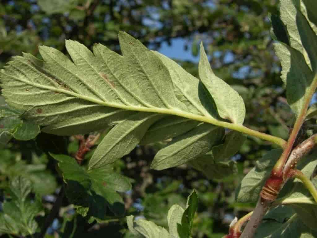 Sorbus hybrida