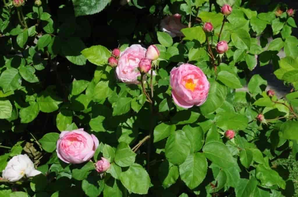 Rosa (Constance Spry)