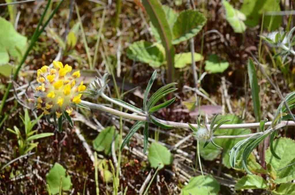 Anthyllis vulneraria ssp. vulneraria var. langei