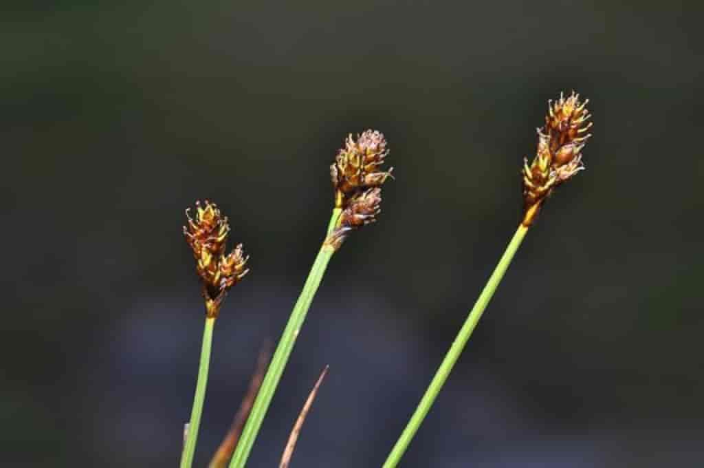 Carex lachenalii