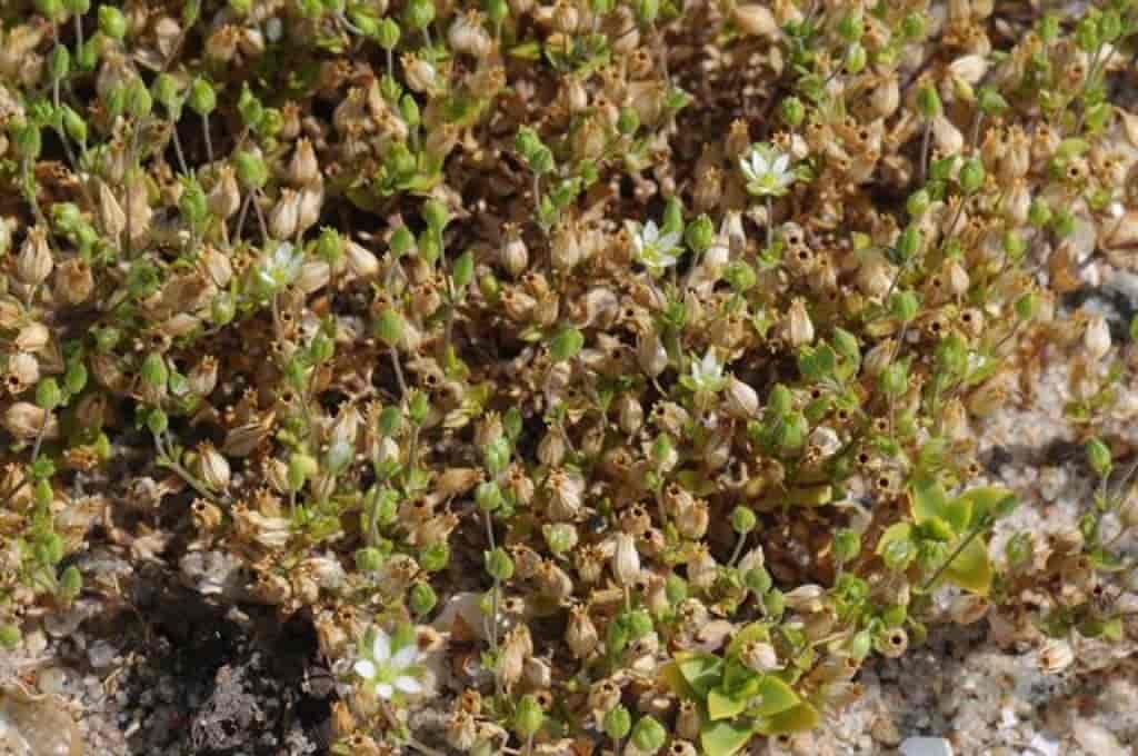Arenaria serpyllifolia ssp. serpyllifolia