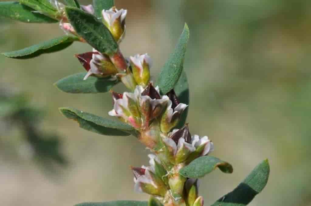 Polygonum raii ssp. raii