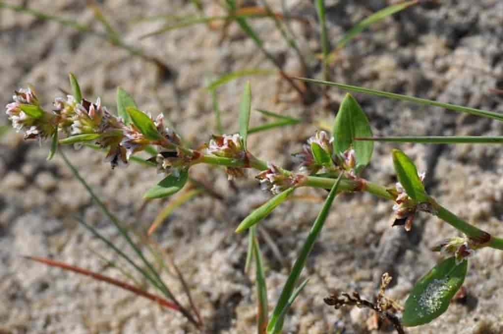 Polygonum raii ssp. norvegicum