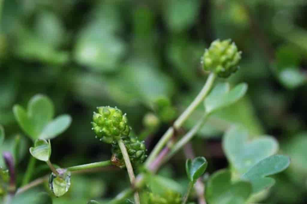 Ranunculus hyperboreus