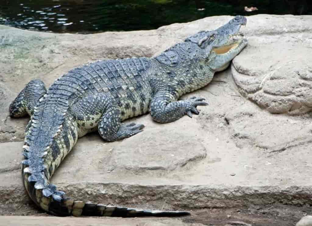 Crocodylus siamensis