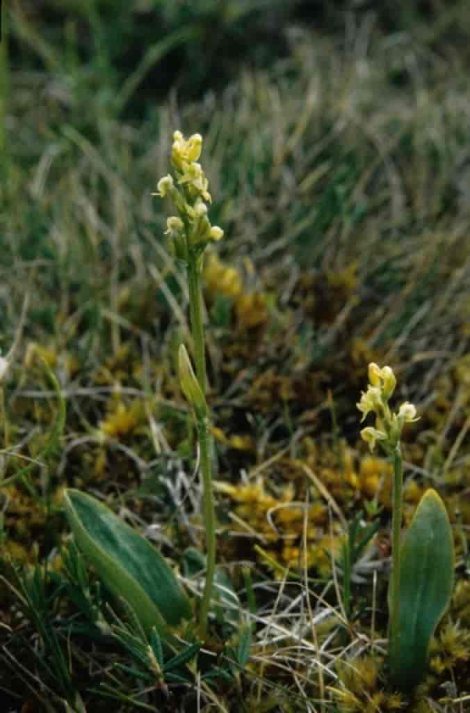Platanthera obtusata ssp. oligantha