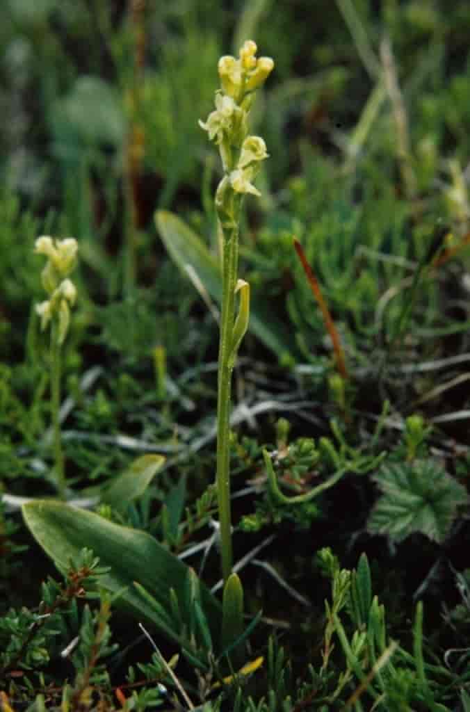 Platanthera obtusata ssp. oligantha