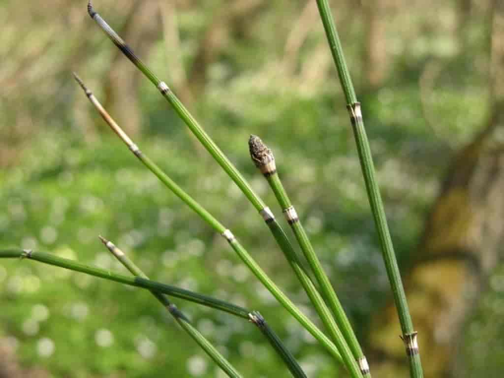 Equisetum hyemale