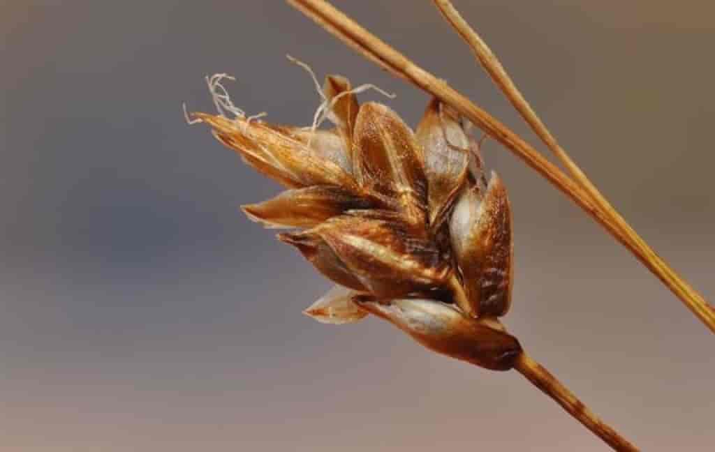 Carex nardina