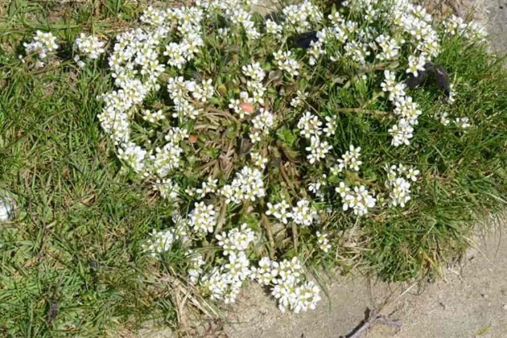 Cochlearia officinalis ssp. officinalis