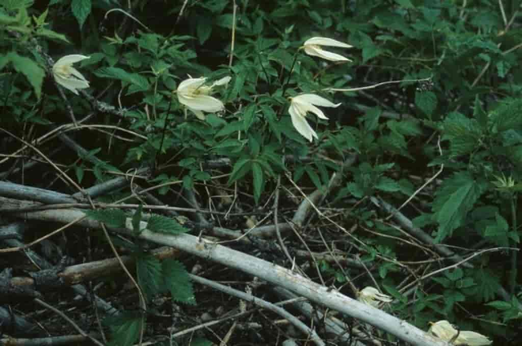 Clematis alpina ssp. sibirica