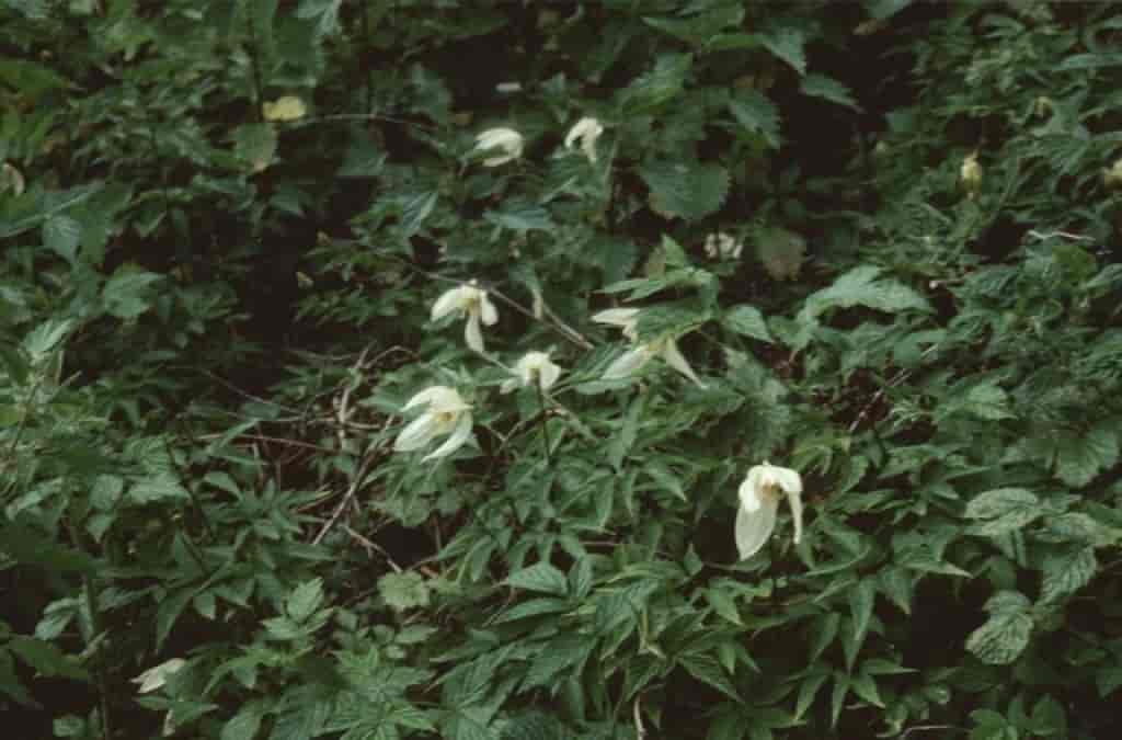 Clematis alpina ssp. sibirica