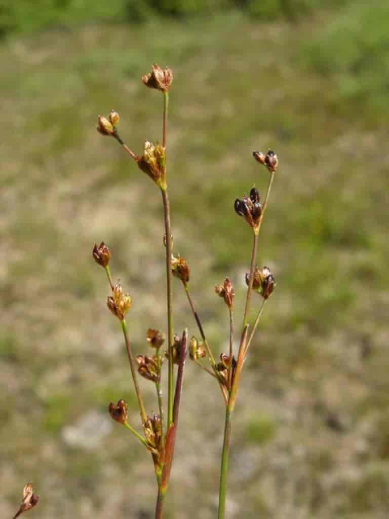 Juncus alpinoarticulatus ssp. alpinoarticulatus