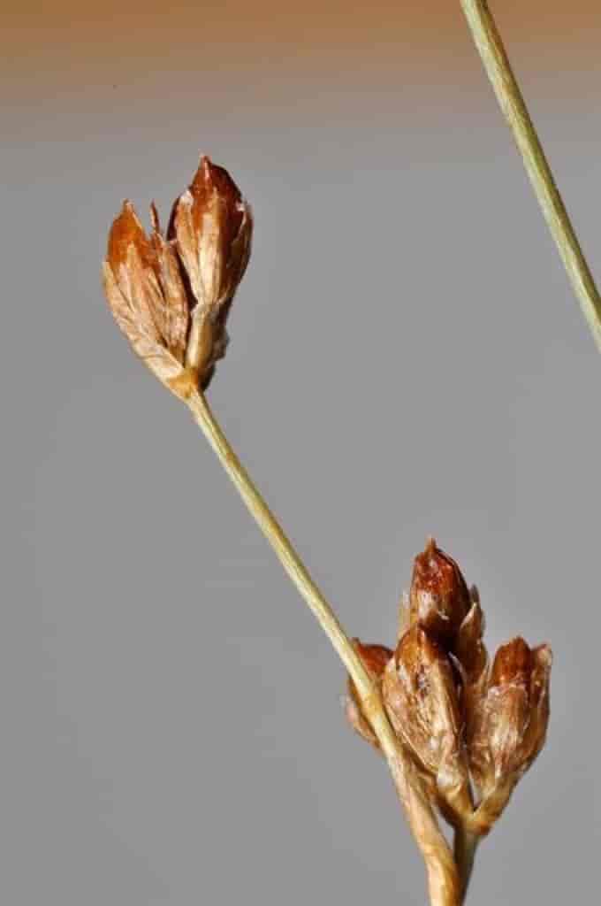 Juncus alpinoarticulatus ssp. rariflorus