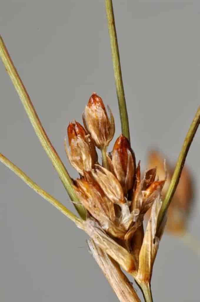 Juncus alpinoarticulatus ssp. rariflorus