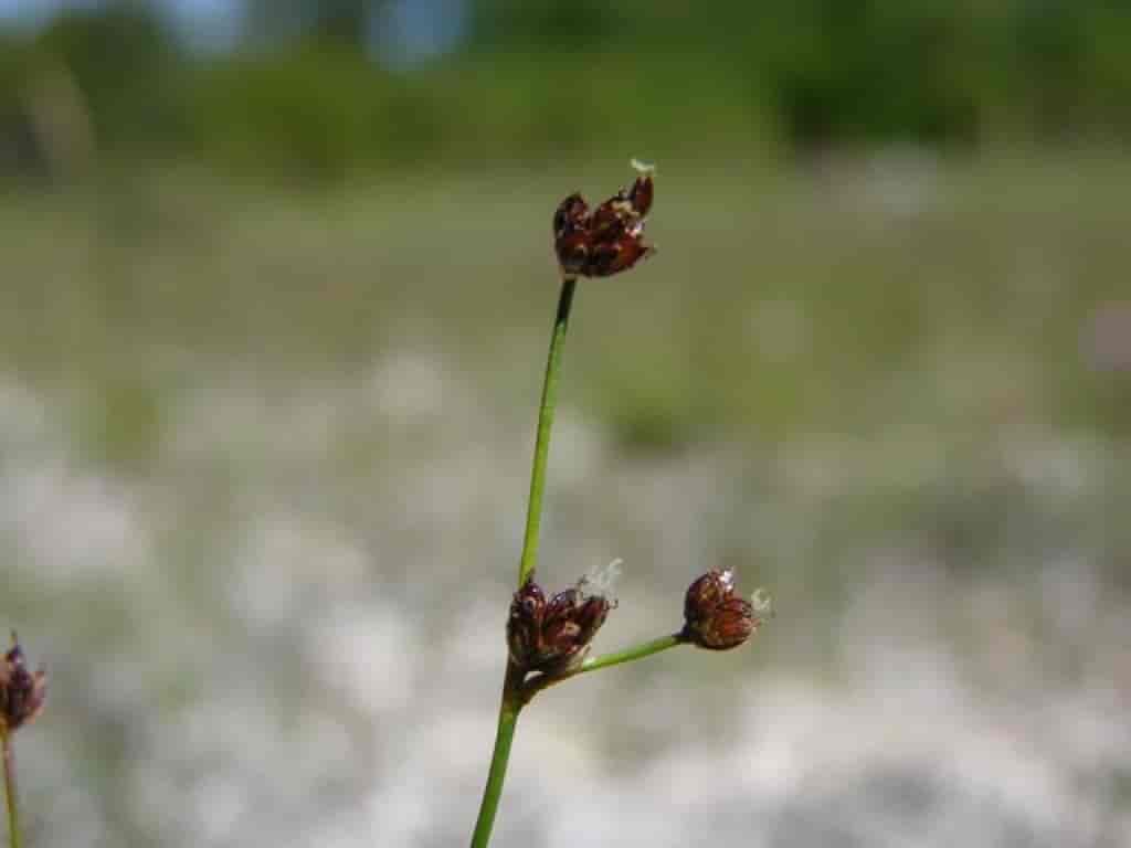 Juncus alpinoarticulatus ssp. alpinoarticulatus