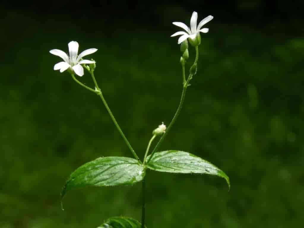 Stellaria nemorum ssp. glochidisperma