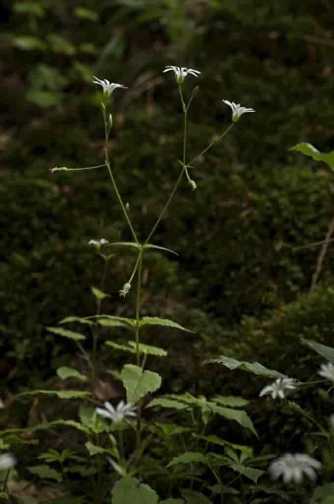 Stellaria nemorum ssp. nemorum