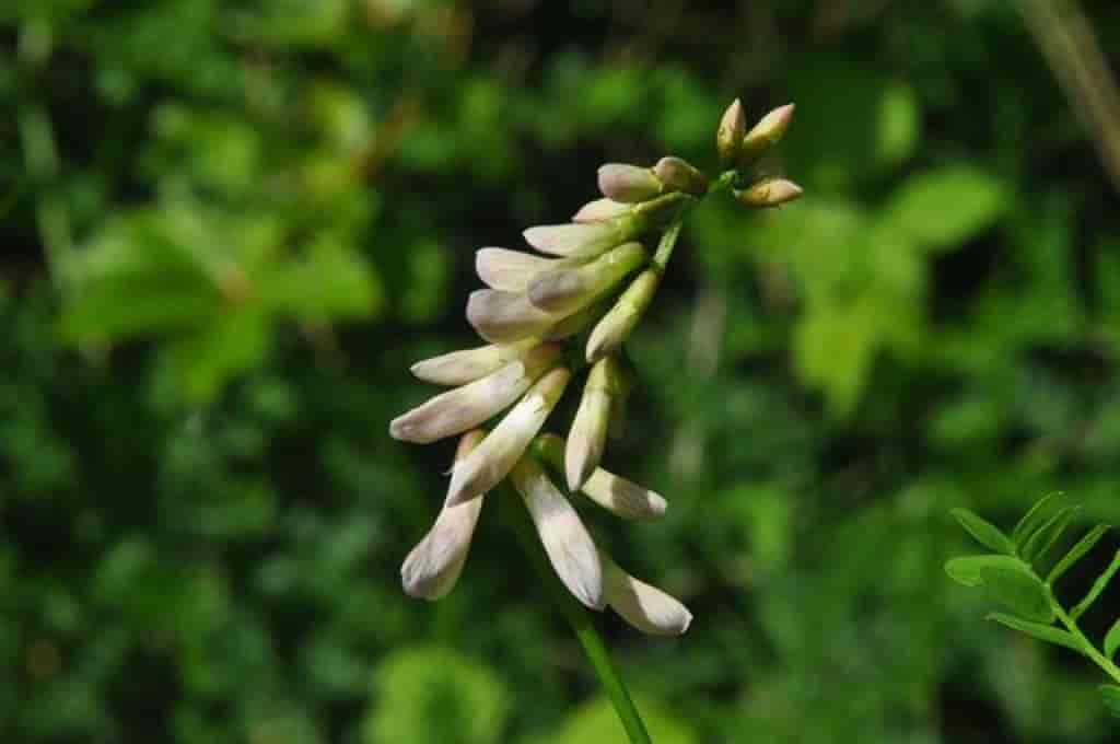 Vicia sylvatica