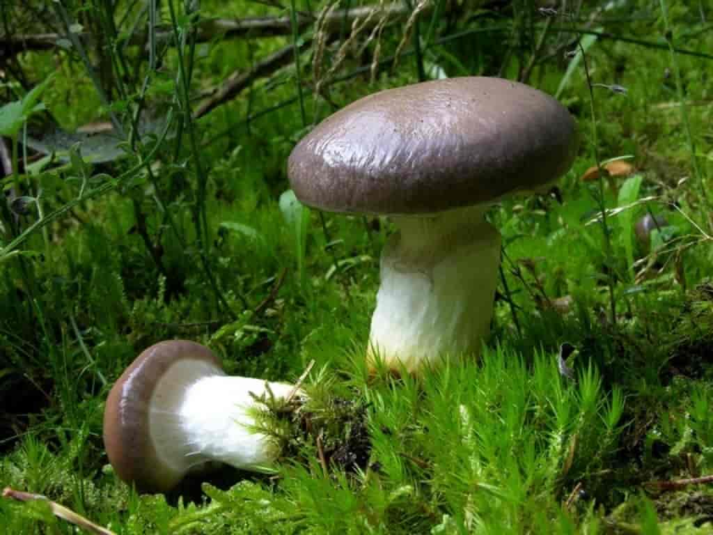 Мокруха еловая описание и фото гриб