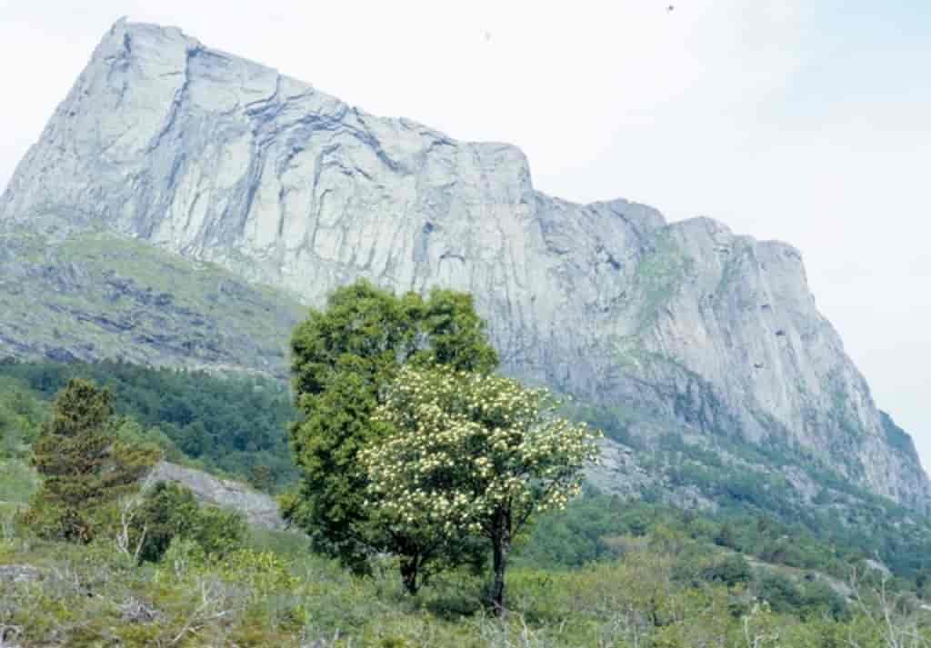 Sorbus lancifolia